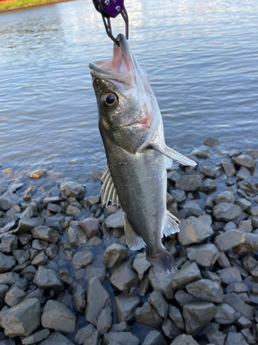 スズキの釣果