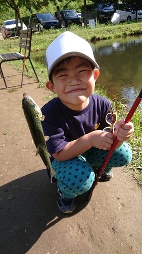 ヤマメの釣果