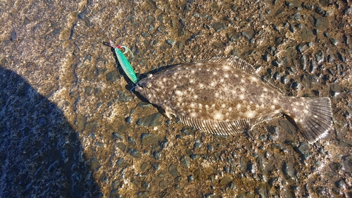 ソゲの釣果