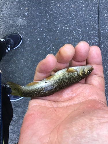 アブラハヤの釣果