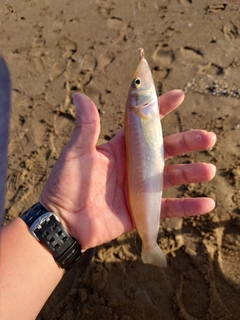 キスの釣果