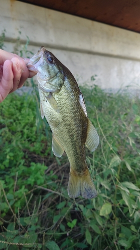 ラージマウスバスの釣果