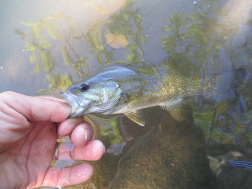 スモールマウスバスの釣果