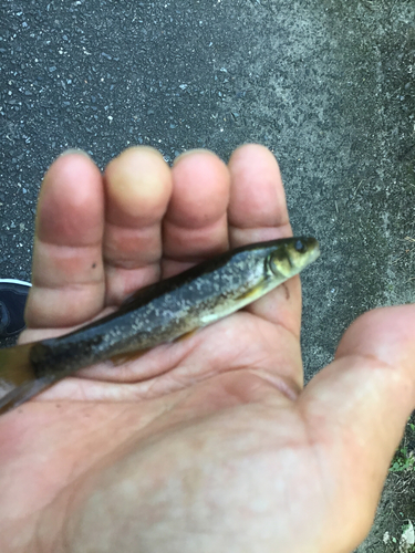 アブラハヤの釣果