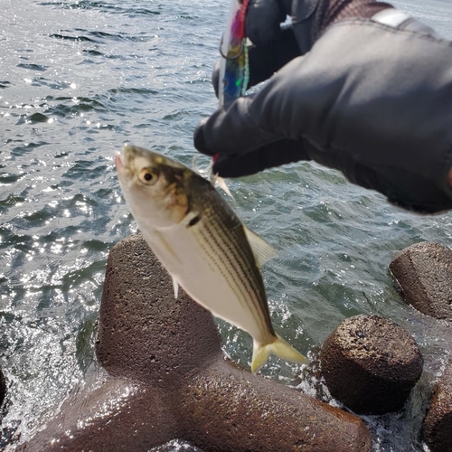 コノシロの釣果