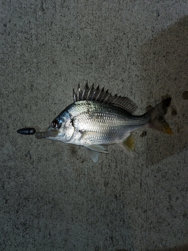 キビレの釣果