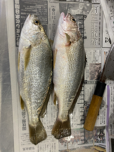 イシモチの釣果