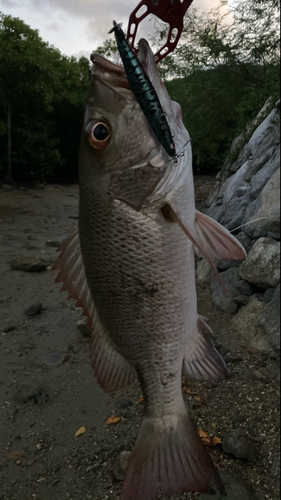 マングローブジャックの釣果