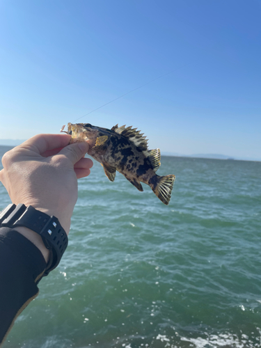 タケノコメバルの釣果