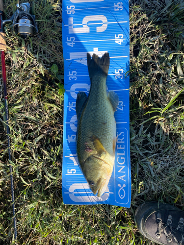 ブラックバスの釣果