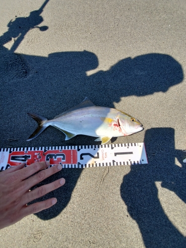 ショゴの釣果