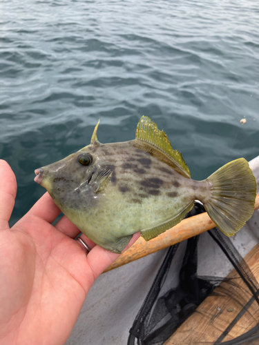 カワハギの釣果