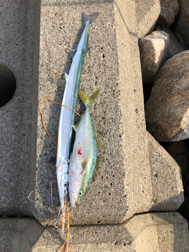 ダツの釣果