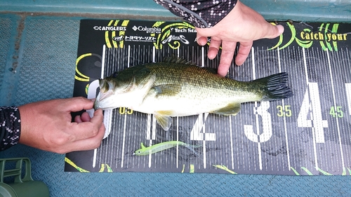 ブラックバスの釣果