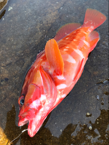 アカハタの釣果