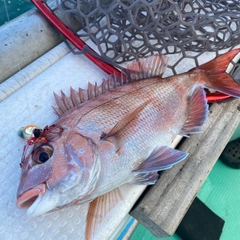 タイの釣果