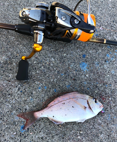 チャリコの釣果