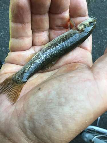 アブラハヤの釣果