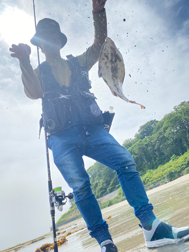 ヌマガレイの釣果