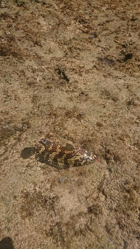 イシミーバイの釣果