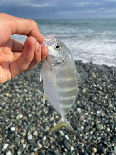 メッキの釣果