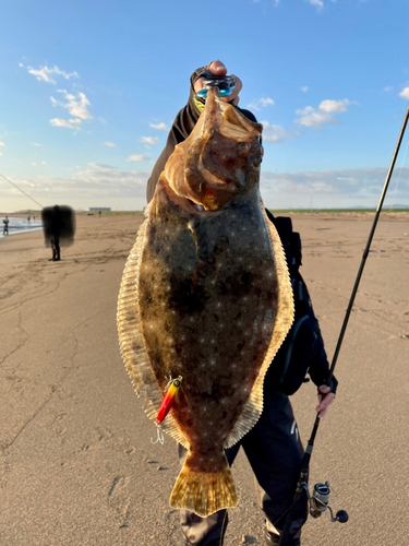 ヒラメの釣果