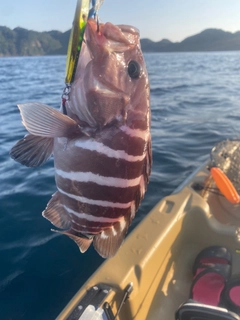 マハタの釣果