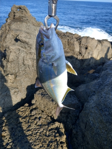 カンパチの釣果