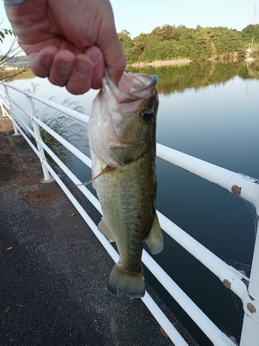 ラージマウスバスの釣果