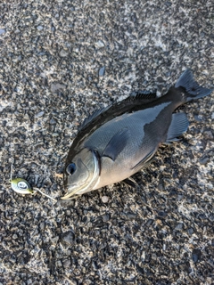 メジナの釣果