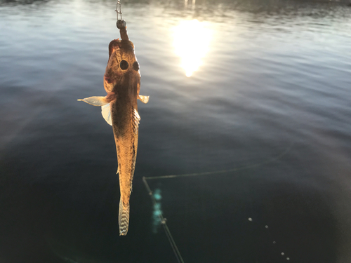 ハゼの釣果