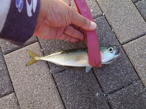 サバの釣果