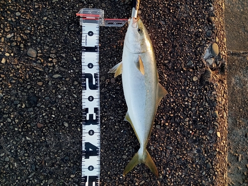 ハマチの釣果