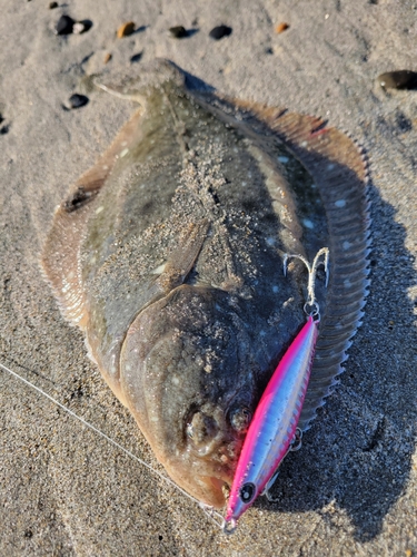 カレイの釣果