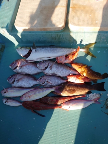 マダイの釣果