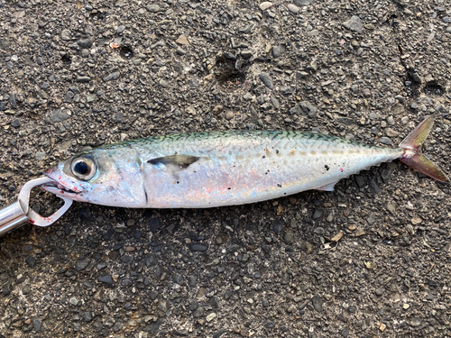 サバの釣果