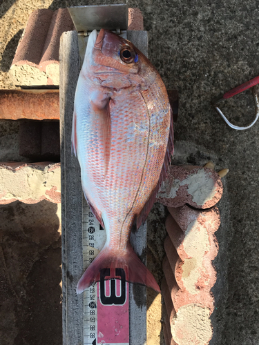 マダイの釣果