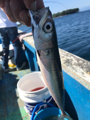 サバの釣果