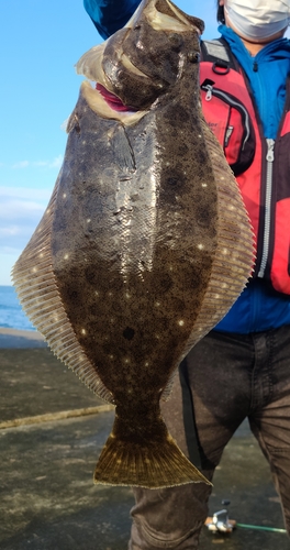 ヒラメの釣果