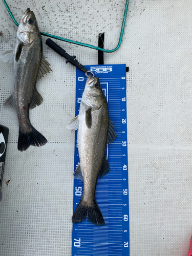 シーバスの釣果