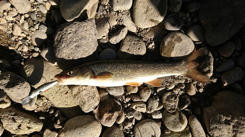 ウグイの釣果