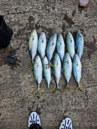 イナダの釣果