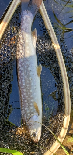 アメマスの釣果