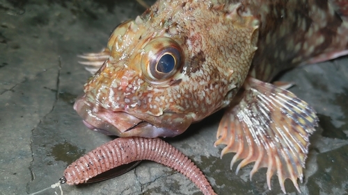 カサゴの釣果