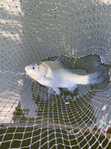 ヘラブナの釣果