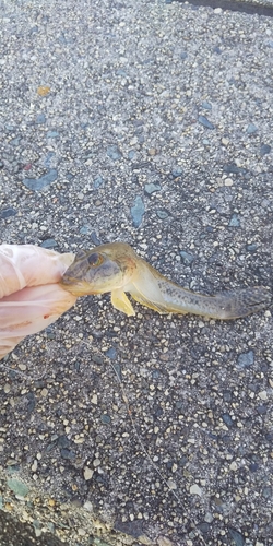 ハゼの釣果