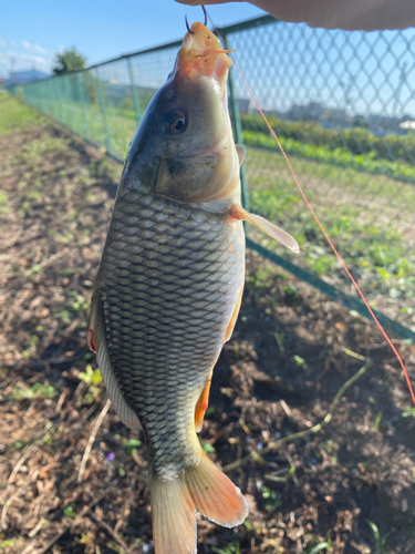 コイの釣果