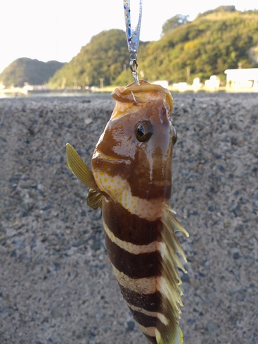 アオハタの釣果