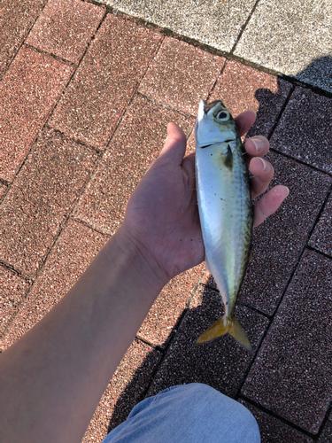 サバの釣果