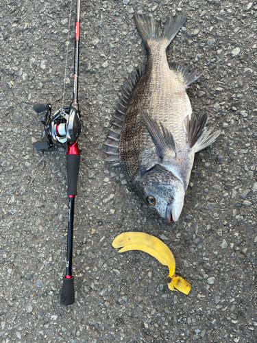 チヌの釣果